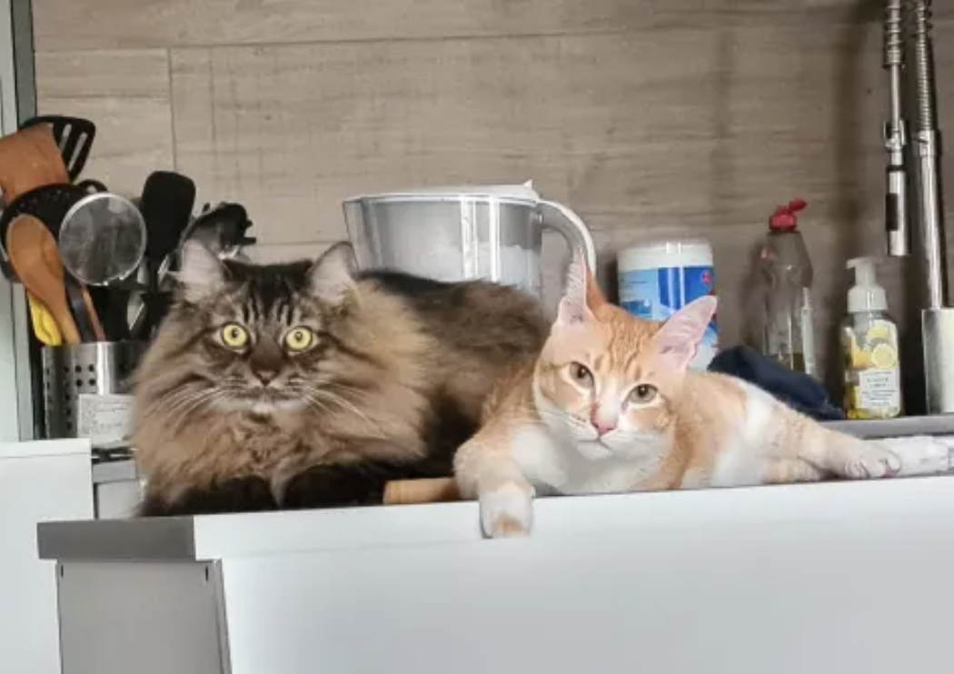 2 cats need care in my house